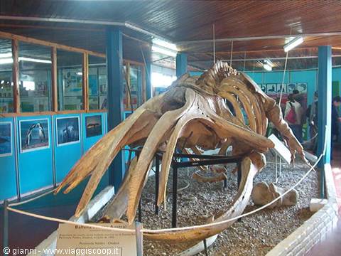 Skeleton of a southern right whale.