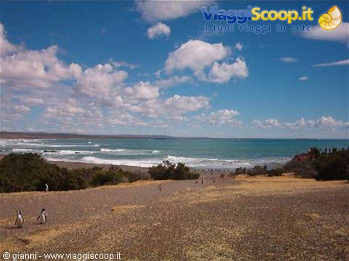 Penguin colony at Punta Tombo