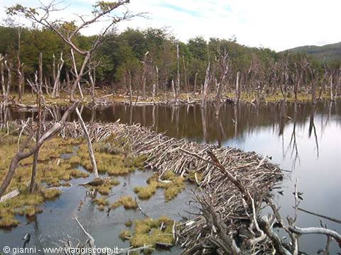 Beaver dam.