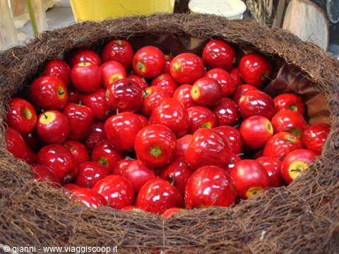 Shiny red apples displayed in a large brown woven basket