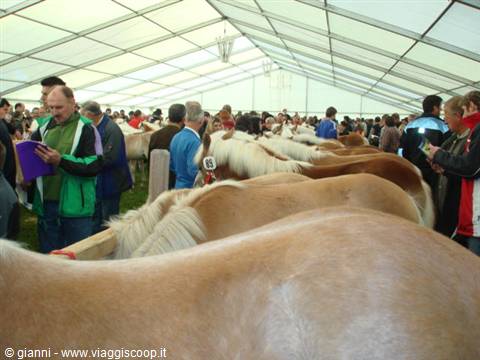 Fillies on display.