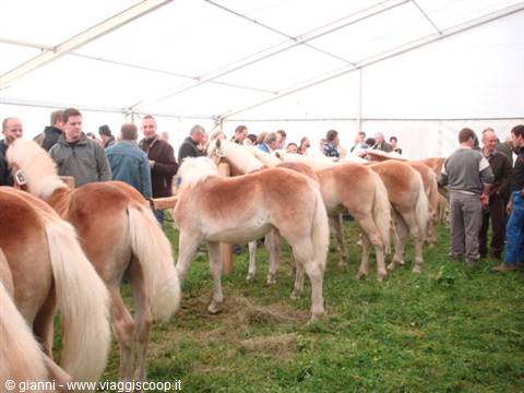 Haflinger horses under a white tent, crowd of visitors on grass