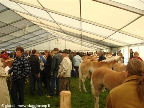 Haflinger horses under a large white tent, crowd of visitors at auction