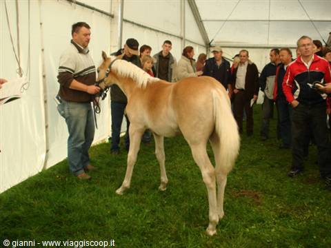 Haflinger horse shown on the line under a tent, crowd watching closely