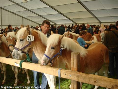 Numbered Haflinger horses under white tent, crowd behind wooden fences