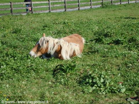 Palomino horse lying on green grass near a wooden fence