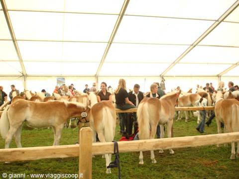 Haflinger horses under a large white tent, people around the pens