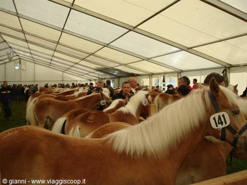 Numbered Haflinger horses under a large tent, crowd of visitors between the stalls