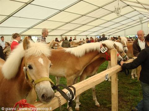 Haflinger horses with blonde manes tied to wooden fence under white tent