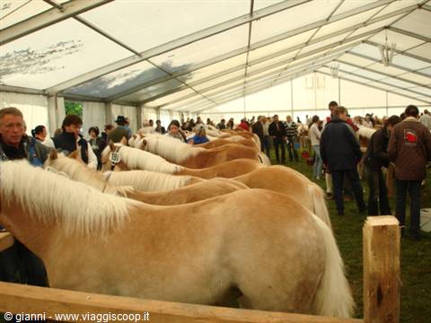 Haflinger horses lined up under a large white tent, visitors around