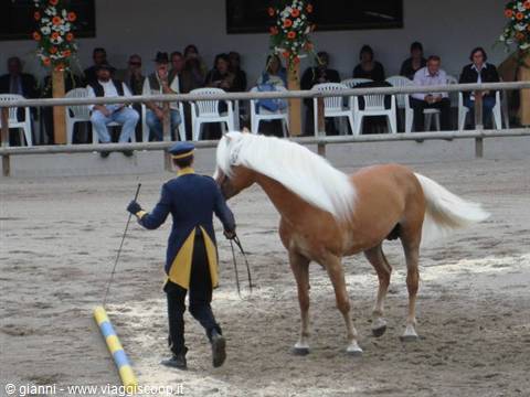 Stallion show.
