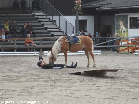 Rider lying on arena sand, haflinger horse nuzzling him, spectators watching