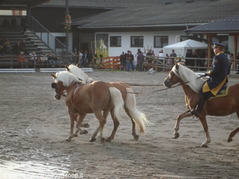 Rider in dark uniform leads two haflinger horses in a dirt arena