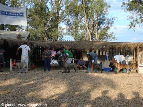 Exhibition of 'cimarron uruguayo', typical of the country, recently recognized by the F.C.I.