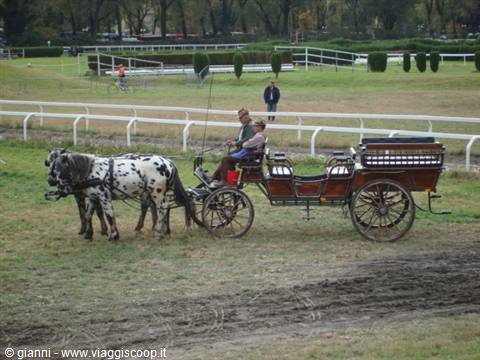 Spotted horses pull a carriage on the green racetrack turf