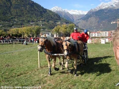 Draft horses and red-jacketed drivers trotting on grass, snowy mountains behind