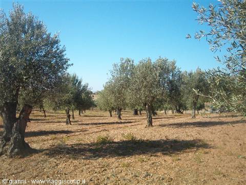 Olive groves in Alentejo