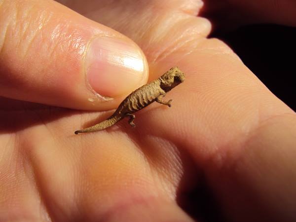 the smallest chameleon in the world: Brookesia minima