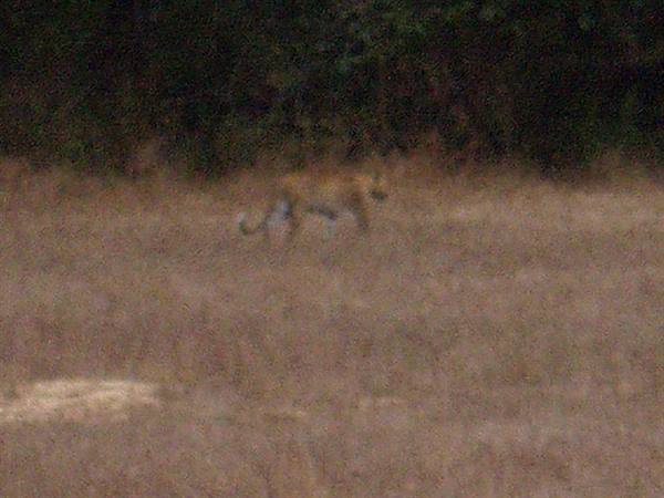 Lion walking through dry grass in front of dark bushes