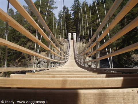 Wooden suspension bridge with steel cables among firs under sunlight