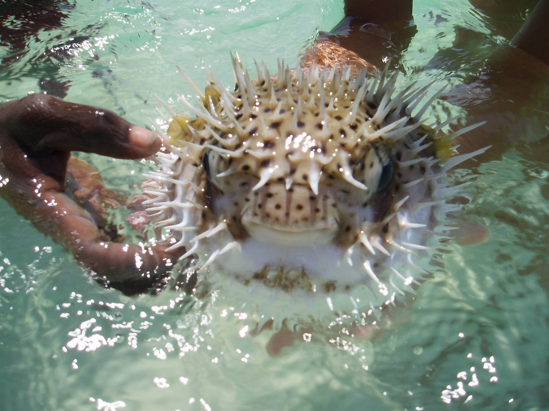puffer fish in sardinia II