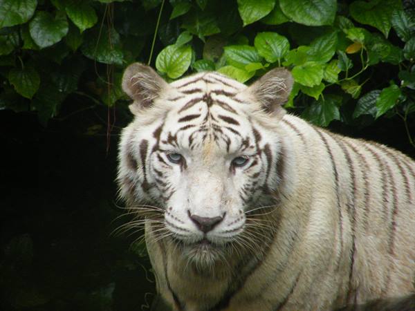 White tiger stares at the camera in front of wet green leaves