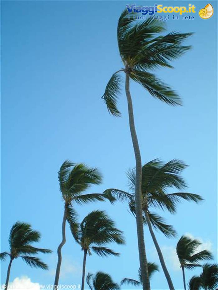 Cortecito - Palms
