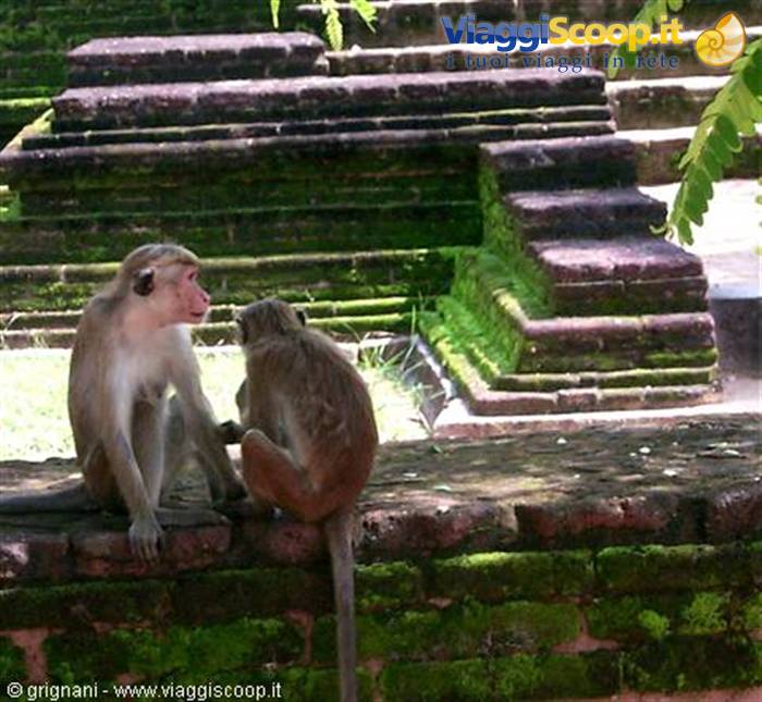 monkeys at pollonaruwa