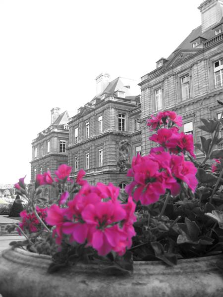 Pink geraniums in close-up before the stone facade of the Luxembourg Palace