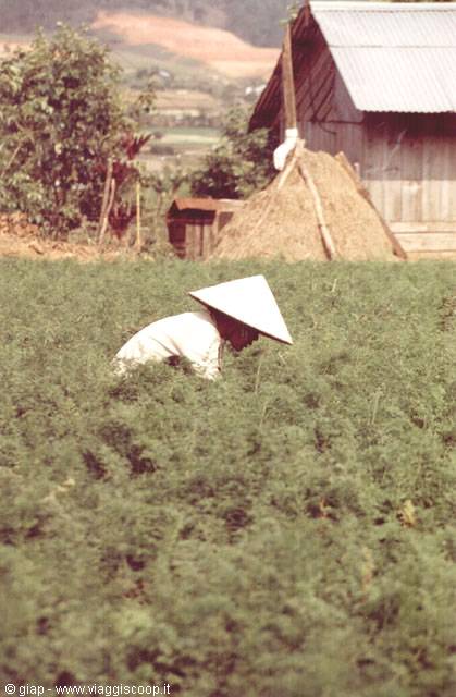 Woman in conical hat bends working among green crops by wooden farmhouse