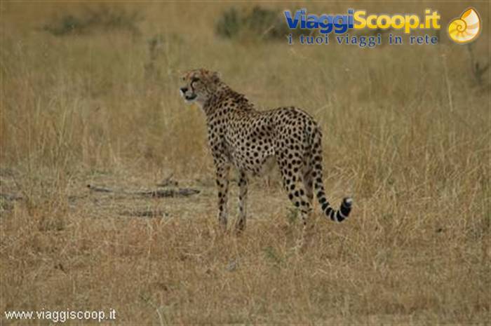 Cheetah in Maasai Mara