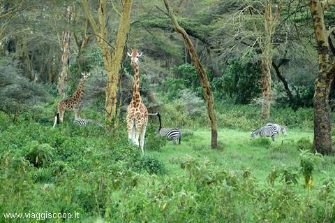 Paradise in Lake Nakuru