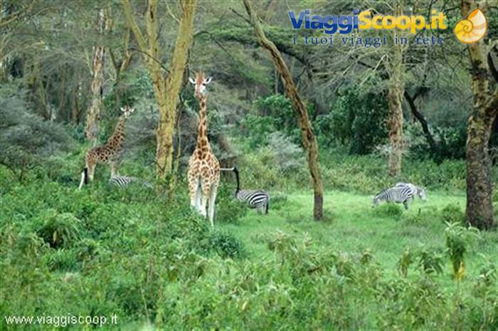 Paradise in Lake Nakuru