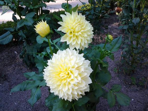dahlia botanical garden