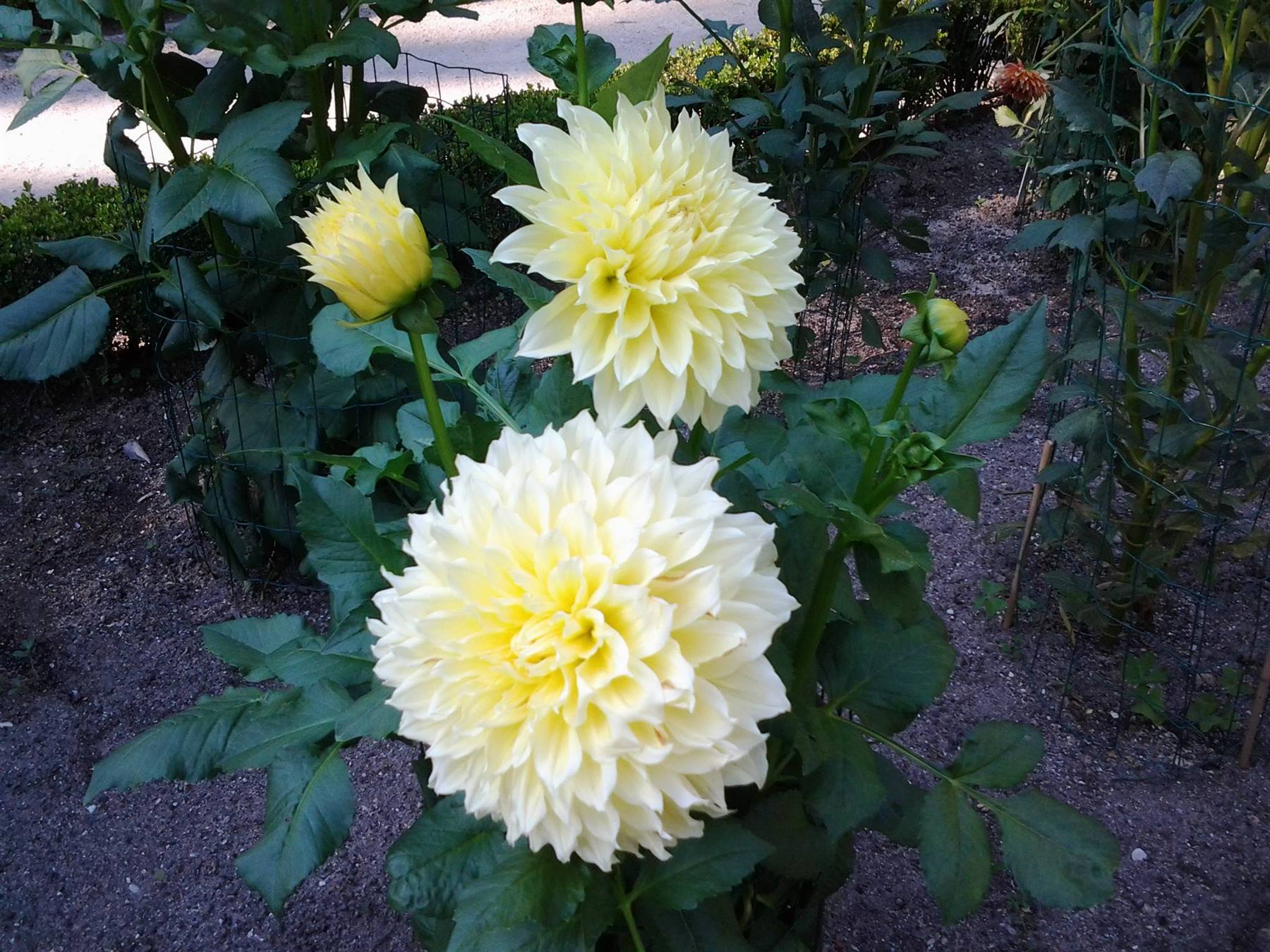 dalia jardin botanico