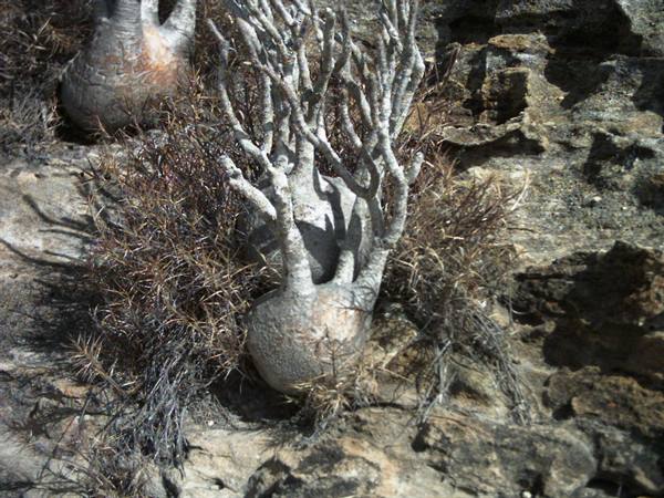 Pachypodium in Isalo National Park