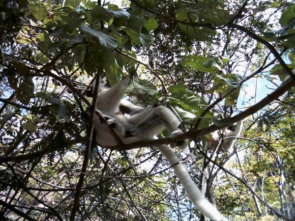 Verreaux's sifaka hanging from a tree at the Canyon of the Makis