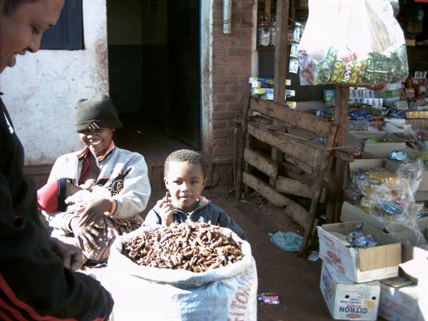 Child eating locusts in Ambalavao