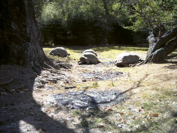 Peyrieras Park Turtles with the beak