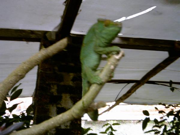 Peyrieras Reserve Chameleon