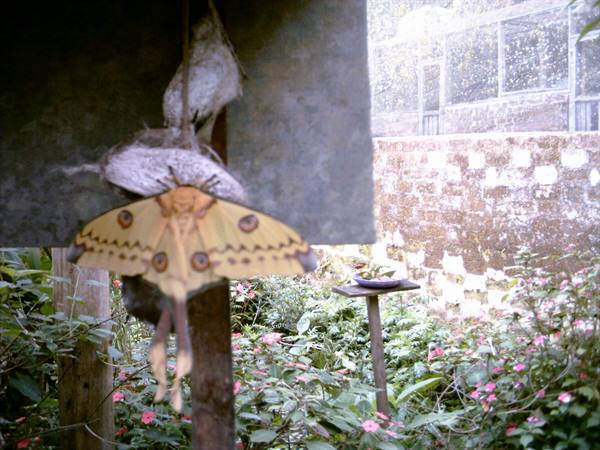 La Comète the largest butterfly in Mada