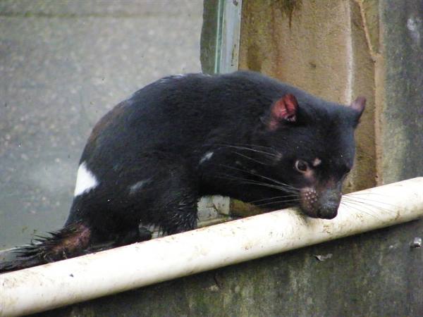 Devil of Tasmania by day poor nocturnal animal