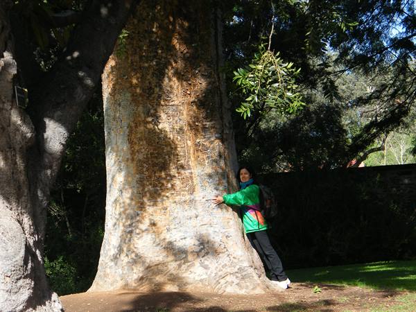 Taxodium Mucronatum