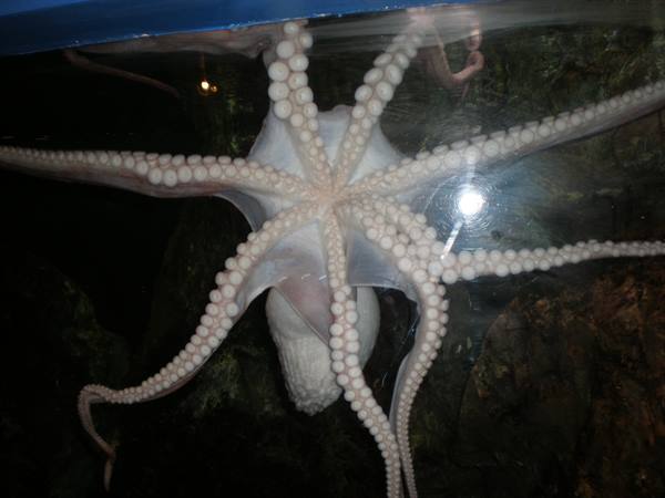 Aquarium scared Octopus