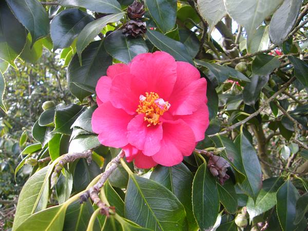 The camellia japonica blooms in winter