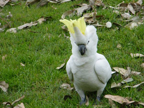 Angry Sulphur-Crested Cockatoo