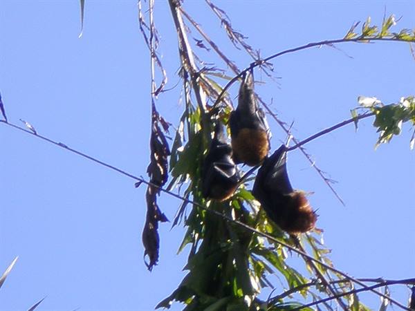Flying fox