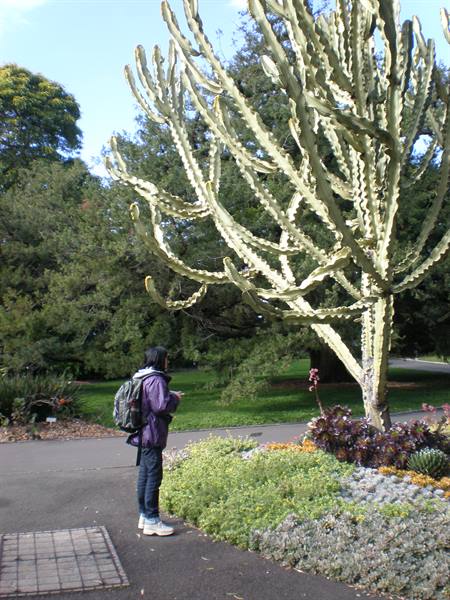 Gigantic succulent plant at the Royal Botanic Garden