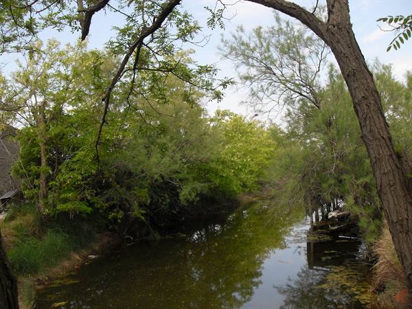 Green trees reflect in a narrow water channel, branches overhanging the bank