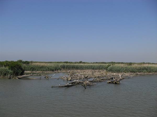 Dry driftwood lies on brown water among green reeds, clear blue sky